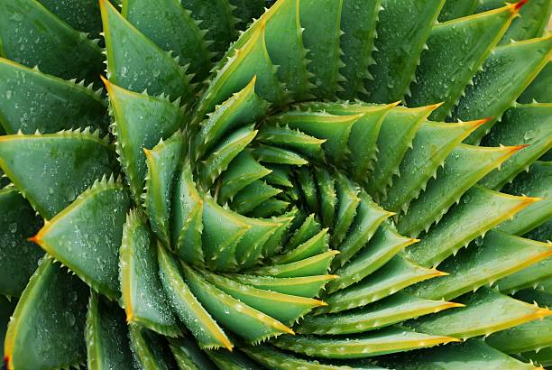 cactus hintergrund (aloe polyphylla) - natürliches muster stock-fotos und bilder