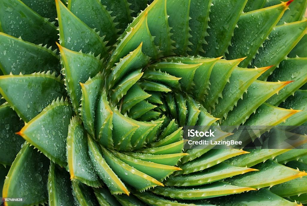 Cactus Background (Aloe Polyphylla) Detail of the centre of a green succulent plant. The genus of this succulent is Aloe Polyphylla. Cactus Stock Photo