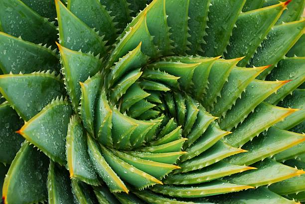 Cactus Background (Aloe Polyphylla) Detail of the centre of a green succulent plant. The genus of this succulent is Aloe Polyphylla. cactus stock pictures, royalty-free photos & images