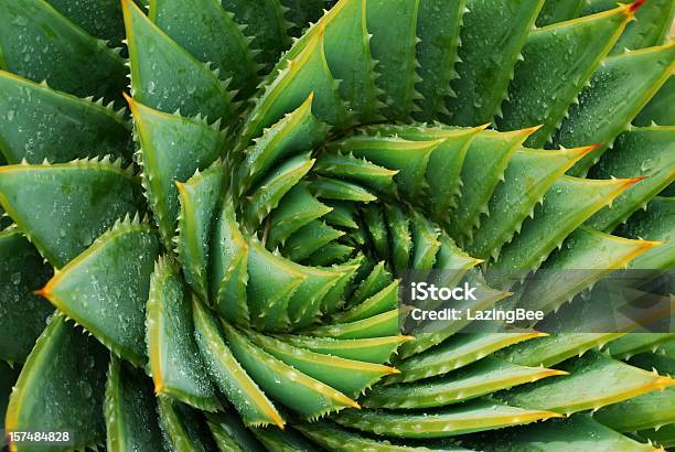 Cactus Background Stock Photo - Download Image Now - Cactus, Aloe Vera Plant, Plant