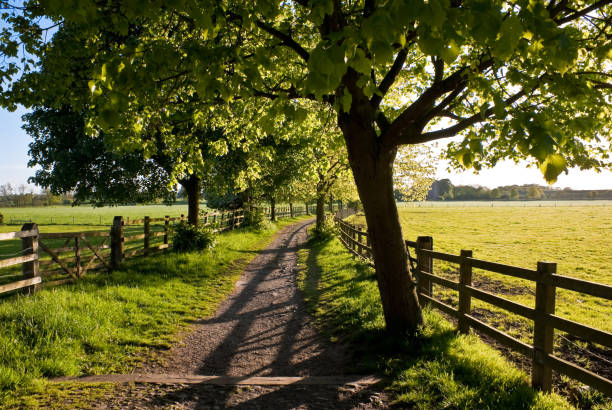 Trees along a path in sunlight in winter, Almere, Flevoland,  Netherlands, March 01, 2024