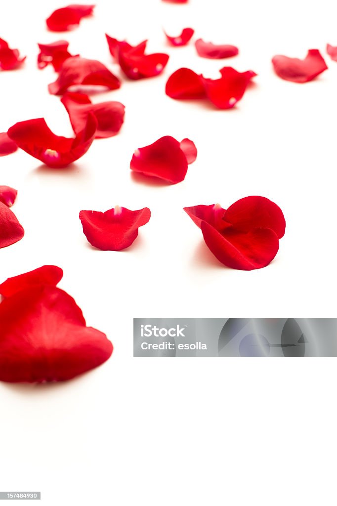 Caído delicadas pétalas de rosas vermelhas - Foto de stock de Pétala de Rosa royalty-free