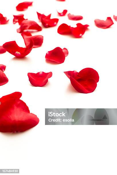 Упавшее Красные Лепестки Роз — стоковые фотографии и другие картинки Лепесток розы - Лепесток розы, Без людей, Вертикальный