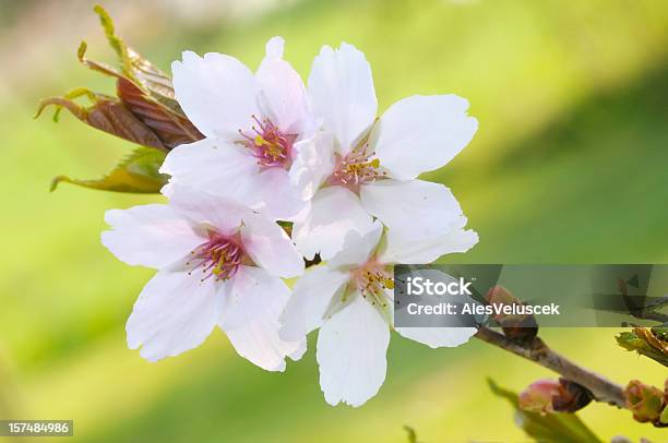 Foto de Flor De Árvore Frutífera e mais fotos de stock de Flor de Pessego - Flor de Pessego, Abricoteiro, Cabeça da flor