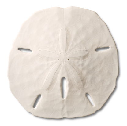 Large photograph of a Sand Dollar (almost 9