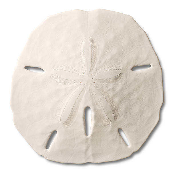 Seashell - Sand Dollar with Drop Shadow. Clipping Path. Large photograph of a Sand Dollar (almost 9" x 9")with drop shadow on white background. Lots of intricate detail. Clipping Path. sand dollar stock pictures, royalty-free photos & images