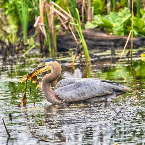 istock Great Blue Heron At Presque Isle State Park 1574851922