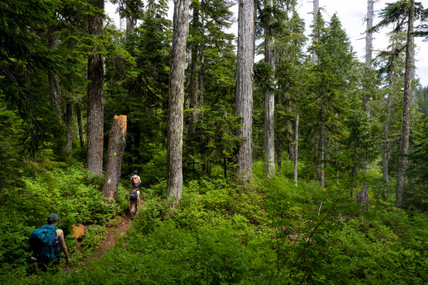 istock Mother and daughters bonding in nature 1574853492