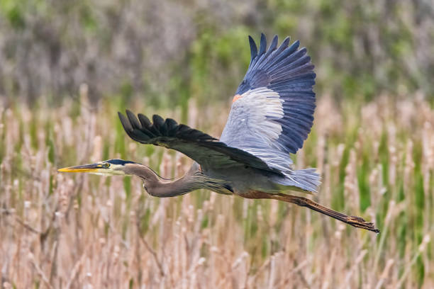 istock Great Blue Heron At Presque Isle State Park 1574853538