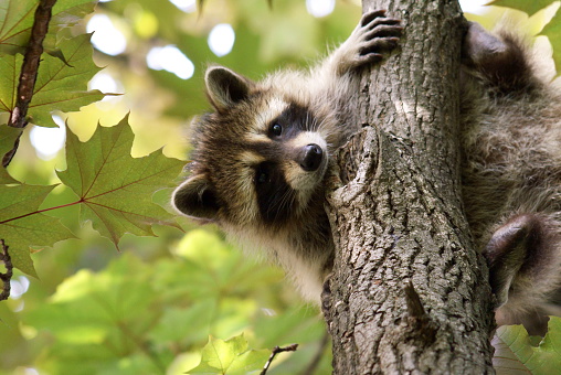 Raccoon kit (Procyon lotor) clings to tree limb directly above photographer.