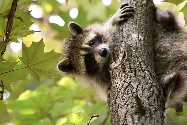 Photo of Baby raccoon holding on a tree with green leaves
