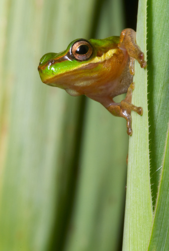 A closeup shot of a Pacific treefrog- Pseudacris Regilla on the yellow-green background