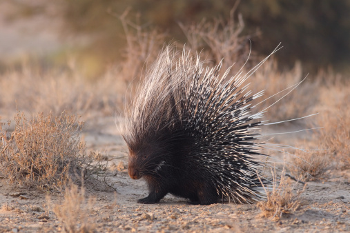 African brush-tailed porcupine with raised quills
