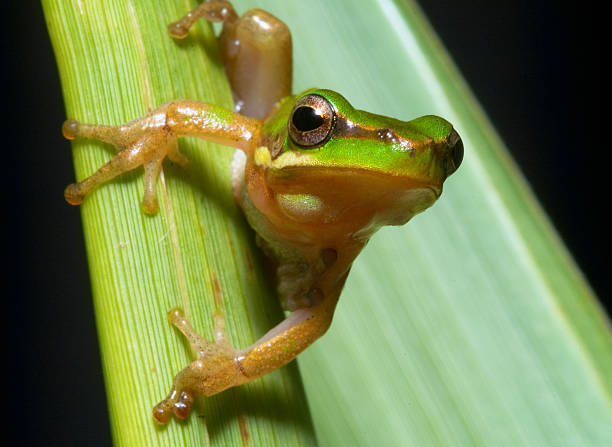 Eastern sedge frog stock photo