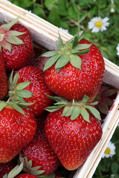 Strawberry Cambridge Favourite grown in a plater in a green house
