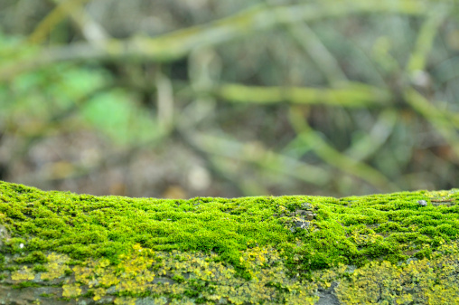 Moss and lichen on a tree trunk, with forest background. Very shallow depth of field