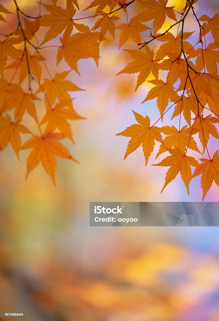 오랑주 가을맞이 나뭇잎색 - 로열티 프리 0명 스톡 사진