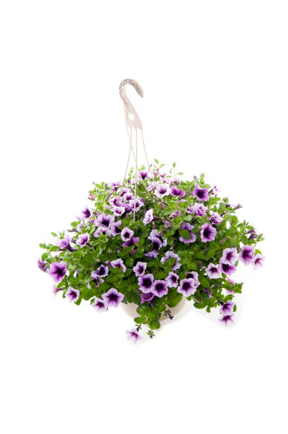 A large hanging basket of Petunias isolated on white.