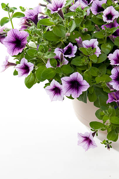 istock Petunias 157485623