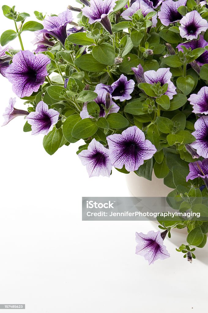 Petunias - Royalty-free Anual - Caraterística da planta Foto de stock