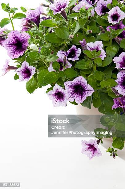 Petunias - Fotografias de stock e mais imagens de Anual - Caraterística da planta - Anual - Caraterística da planta, Beleza, Beleza natural