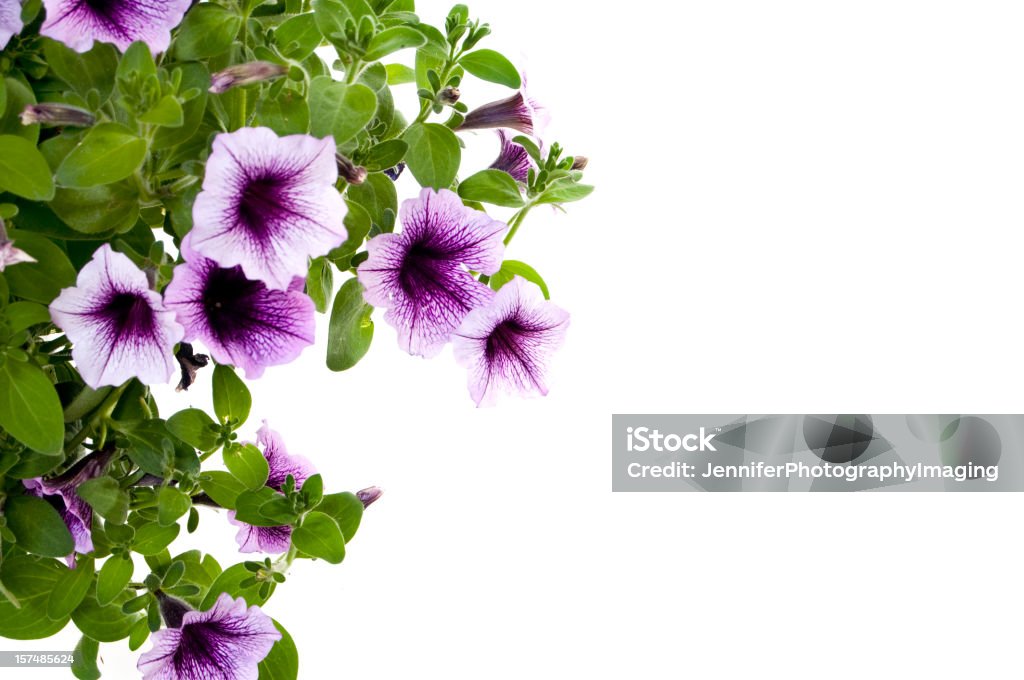 Petunias - Foto stock royalty-free di Vaso appeso