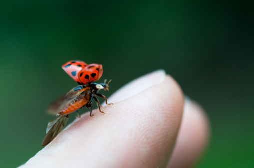 Nature, Grass, Green, Ladybug, Red