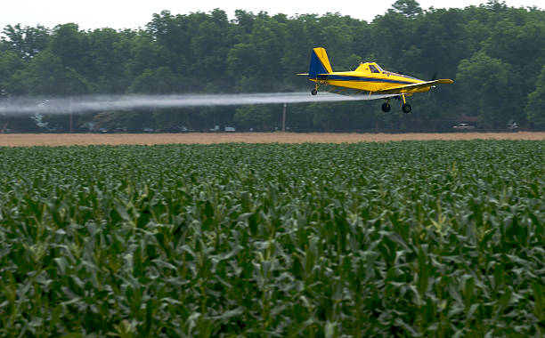 cropduster sobre um cornfield - spraying agriculture farm herbicide imagens e fotografias de stock