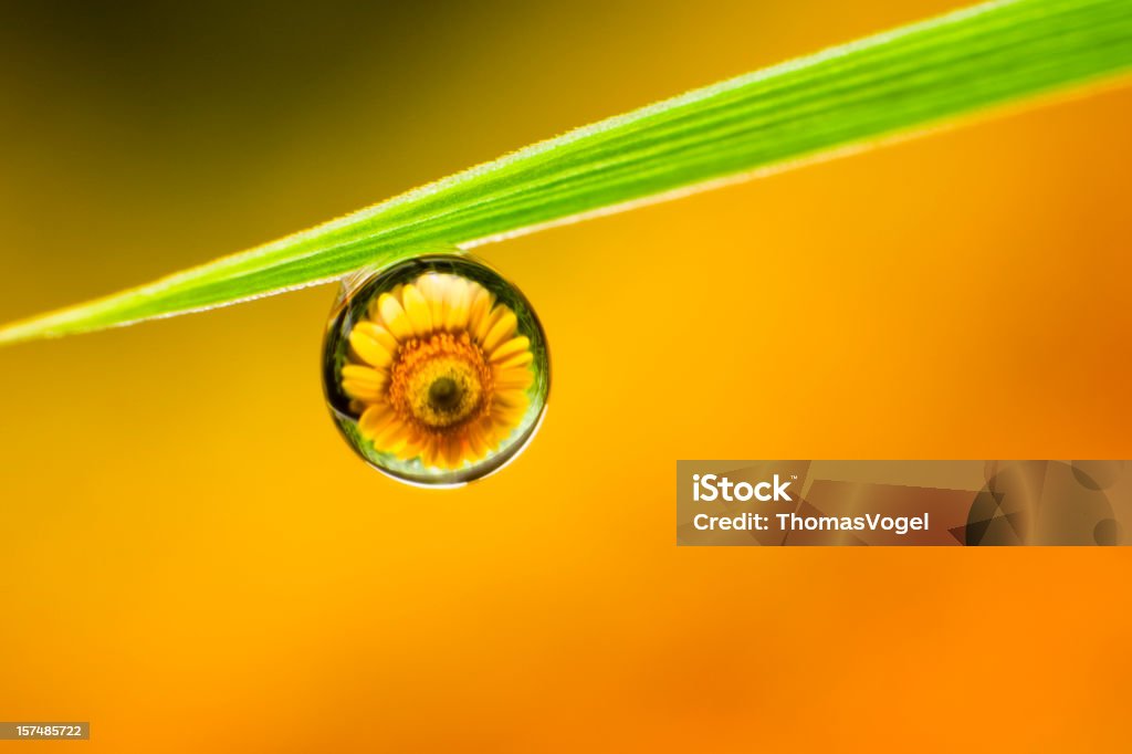 Waterdrop sur de l'herbe - Photo de Beauté de la nature libre de droits