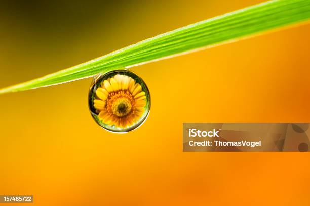 Photo libre de droit de Waterdrop Sur De Lherbe banque d'images et plus d'images libres de droit de Beauté de la nature - Beauté de la nature, Bizarre, Bleu