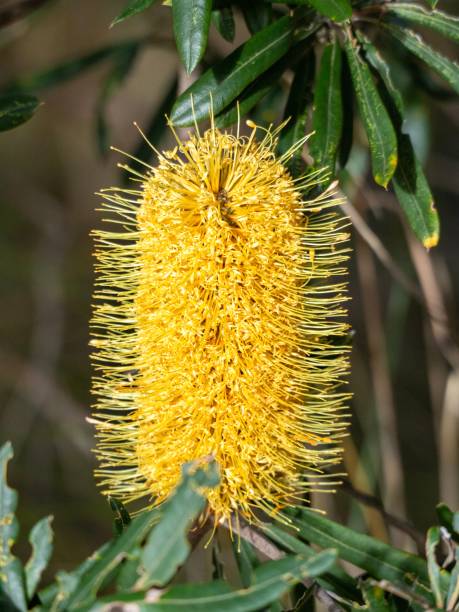istock Australian Yellow Banksia Flower 1574868783