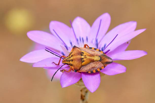 istock Carpocoris mediterraneus, the red shield bug in natural habitat 1574874474