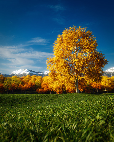 Digitally generated idyllic and tranquil scene depicting a lonely American beech tree, fresh green meadow, blue calm sky, vividly autumn colored deciduous forest and snowcapped mountains in the background.\n\n\nThe scene was created in Autodesk® 3ds Max 2024 with V-Ray 6 and rendered with photorealistic shaders and lighting in Chaos® Vantage with some post-production added.