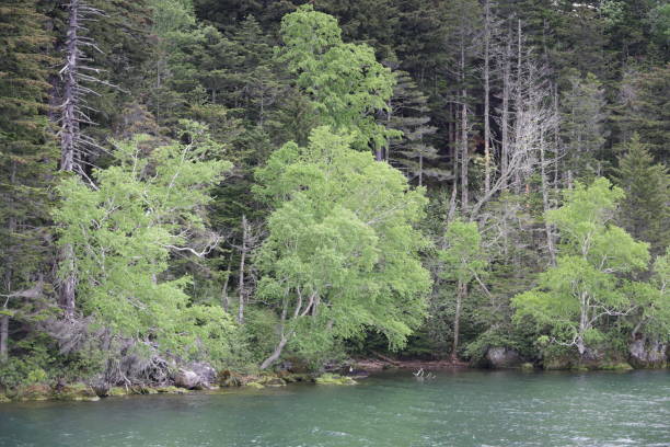 istock Springtime by Lake Akan in Northeastern Japan 1574897096