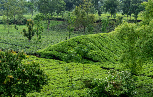 istock Hillside Tea Garden. Mountain Terrace Cultivation. Assam India 1574903019