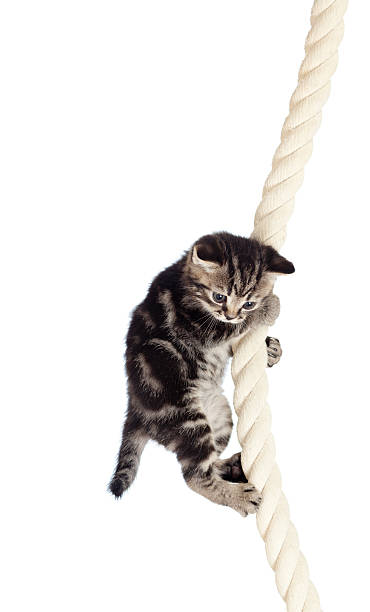 istock funny baby cat hanging on rope 157491209