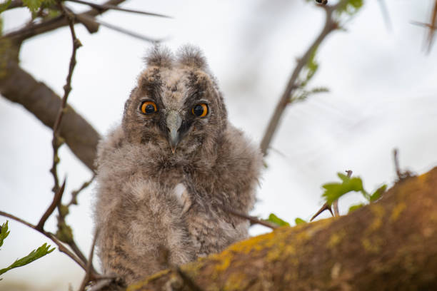 istock Bird chick long-eared owl. Asio otus in the wild 1574916047