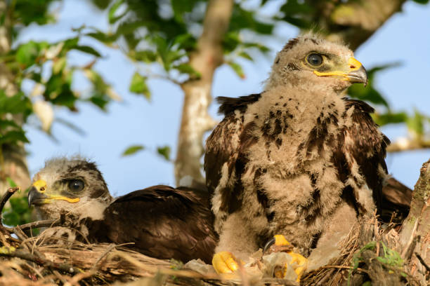 istock Common buzzard buteo buteo, in the wild 1574916557