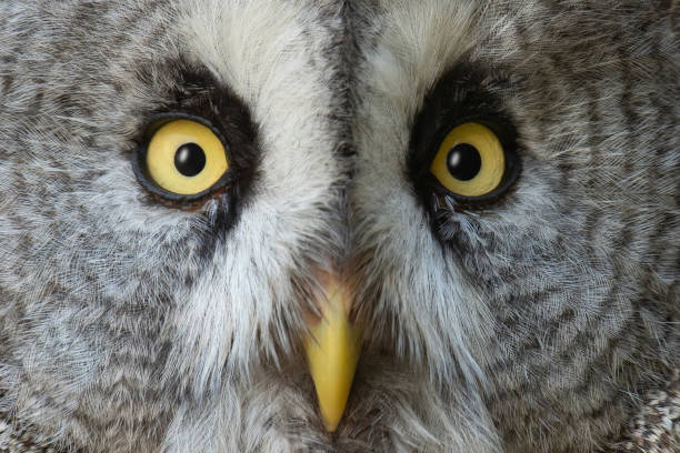 istock Great grey owl Strix nebulosa, also known as Great gray owl 1574917614