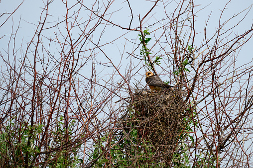 Red footed hawk Falco vespertinus in natural environment. The bird is sitting next to the nest.