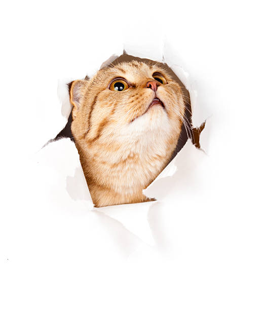 istock cat looking up in paper side torn hole isolated 157494775