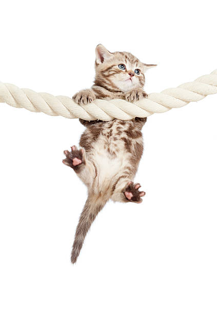 istock funny baby cat hanging on rope 157495018