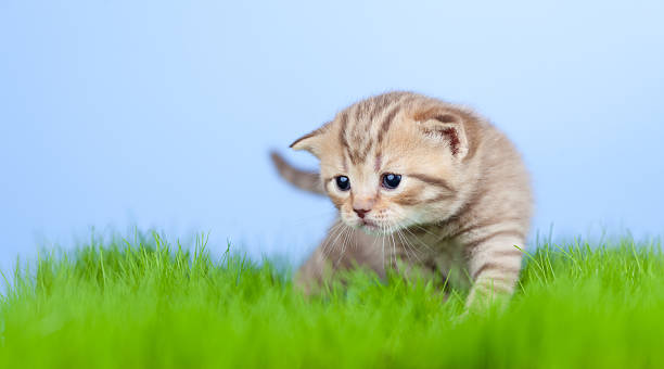 istock little tabby kitten Scottish on green grass 157495060