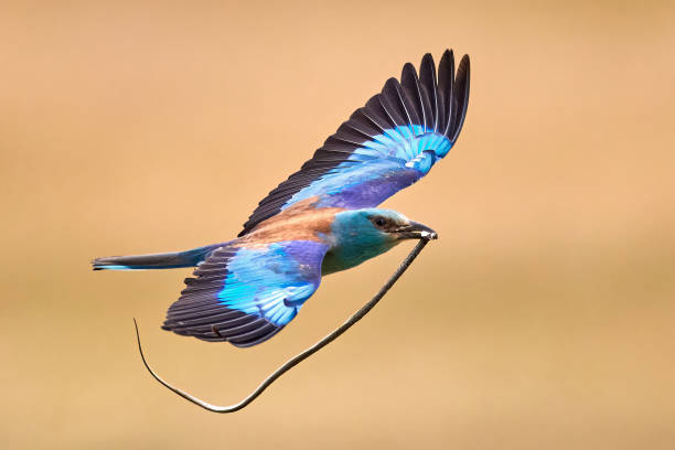 istock European roller (Coracias garrulus) in natural habitat with a snake (Dolichophis caspius) 1574964180