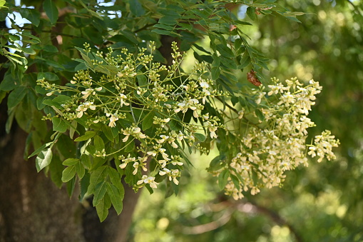 Japanese pagoda tree ( Sophola japonica ) leaves and flowers. Fabaceae deciduous tree native to China. White butterfly-shaped flowers bloom from July to August.