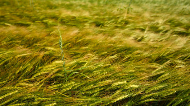 istock Grain field with ripe grain in summer 1574992904