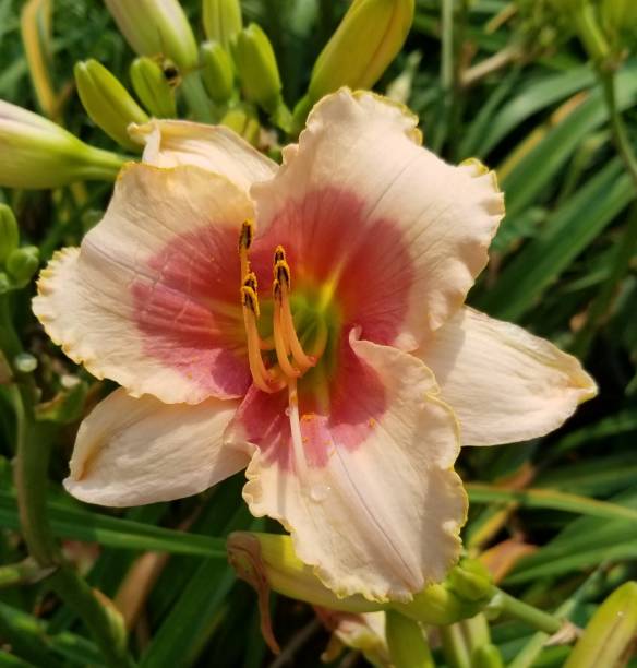 istock Beautiful textured daylily! 1574997136