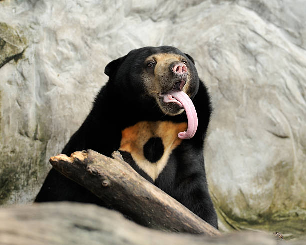 Malayan Sun Bear Sticking out its Tongue (Helarctos Malayanus) stock photo