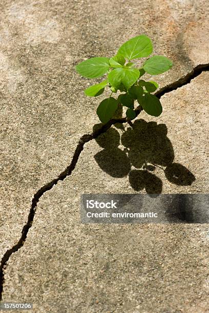 Joven Planta Crece En Una Rotura En Un Camino Concretas Foto de stock y más banco de imágenes de Persistencia