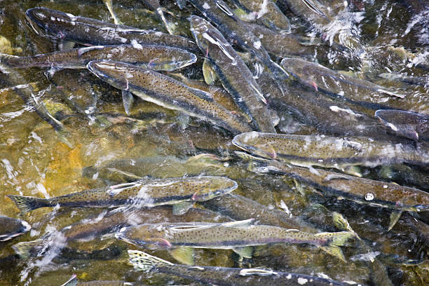 Two dead salmon floating by the shore in the Kenai River in Kenai Peninsula, Alaska, USA